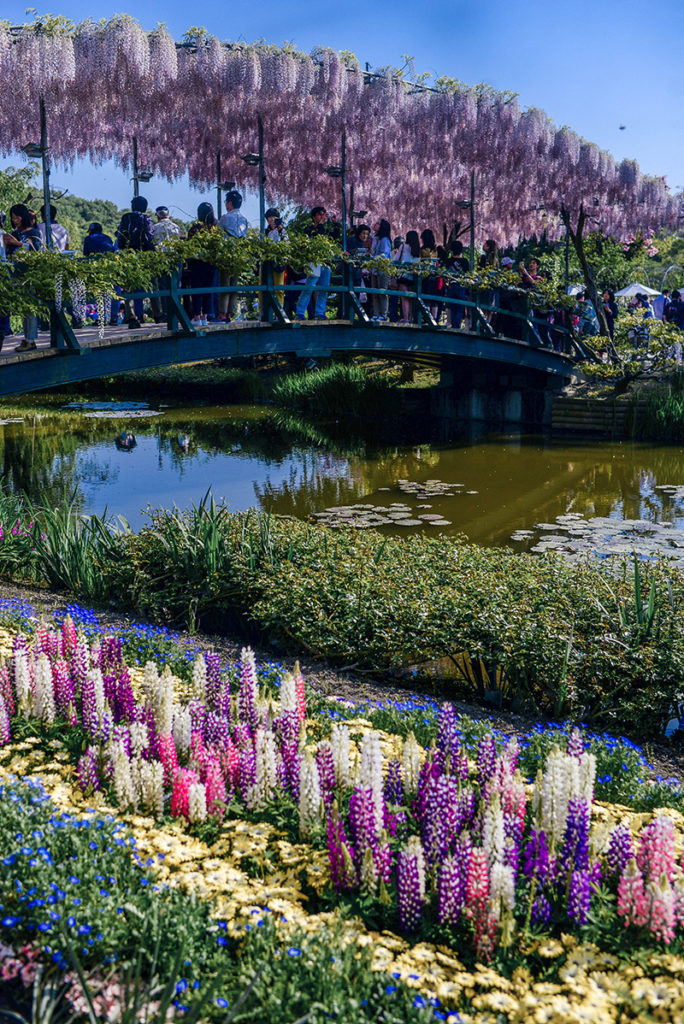 Best Insider Tips For Visiting Ashikaga Flower Park in Japan Travel Guide