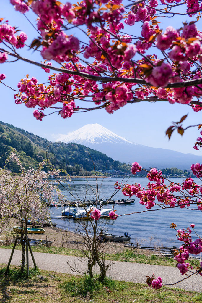 The Best Way to View & Explore Mt Fuji | Lake Kawaguchiko, Iyashi No Sato