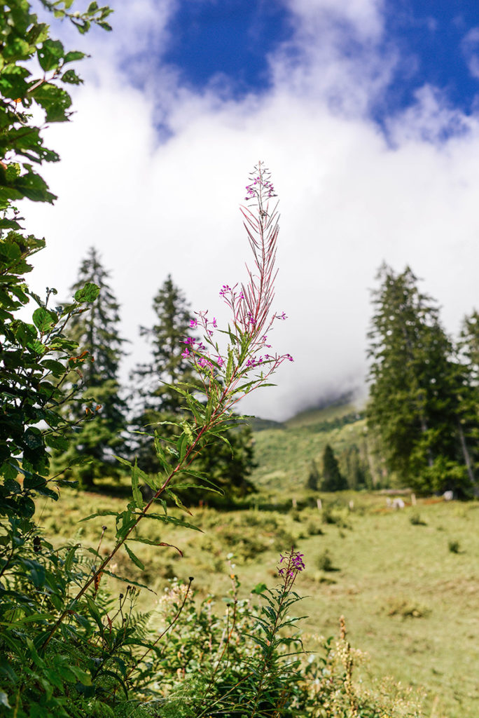 My hike through Lauterbrunnen, Murren, and Gimmelwald, Switzerland