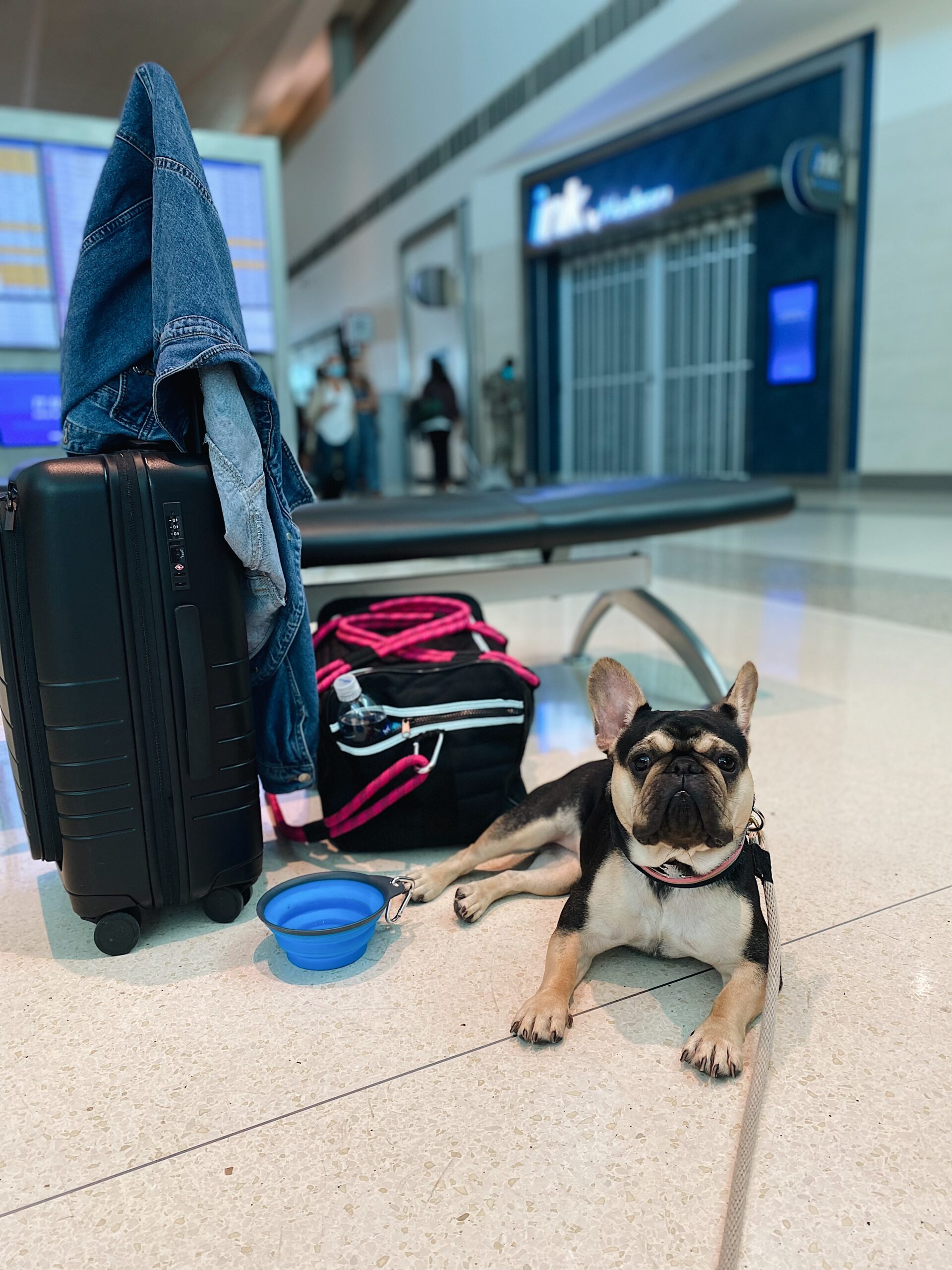 TRAVELING WITH REESES // TIPS FOR FLYING WITH A DOG Merritt Beck